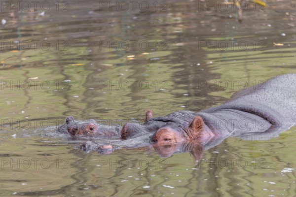 A baby hippopotamus (Hippopotamus amphibius) and its mother swimming in a river
