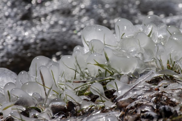 Frozen grass covered with ice, shining in the winter nature, Palatinate, Rhineland-Palatinate,