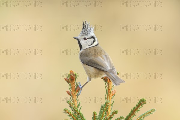 Crested Tit (Parus Scalloped ribbonfish) sitting on a spruce top, Wildlife, Animals, Birds,