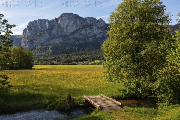 Fuschler Ache and spring flower meadow with Drachenwand, Mondseeland, Salzkammergut, Upper Austria,