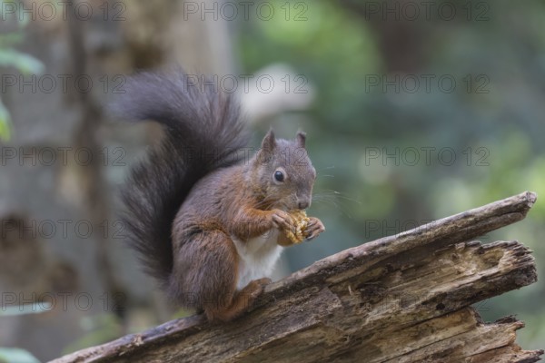 One Red squirrel or Eurasian red squirrel (Sciurus vulgaris) feeding on peanut. Trees in the