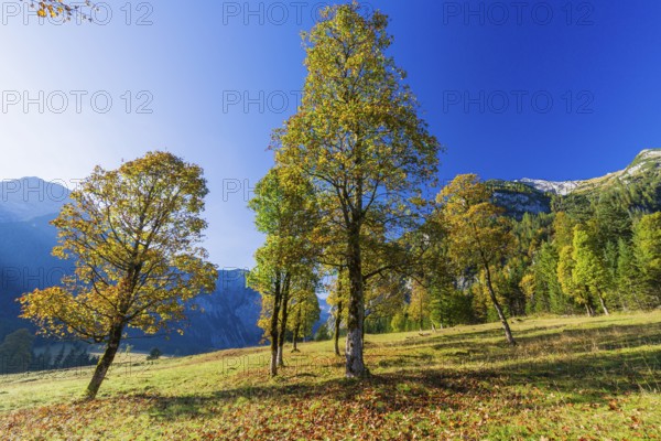 Nature conservancy area Grosser Ahornboden. Sycamore maple trees, Acer pseudoplatanus, in autumn.