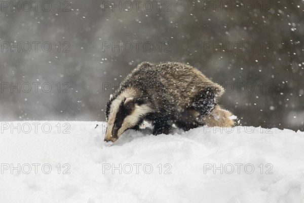 One young European badger (Meles meles) walking through deep snow during snow fall