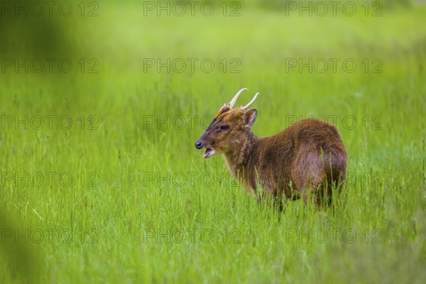 One male Reeves's muntjac (Muntiacus reevesi) stands on a green meadow