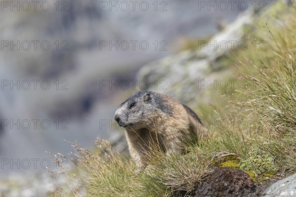 One Alpine Marmot, Marmota marmota, standing on a cliff watching for enemies. Green grass and