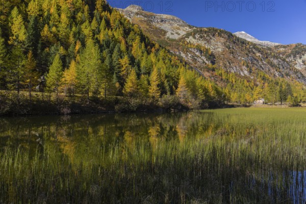 Little pond of the Malta river with a mountain forest in fall foliage on a bright sunny morning.