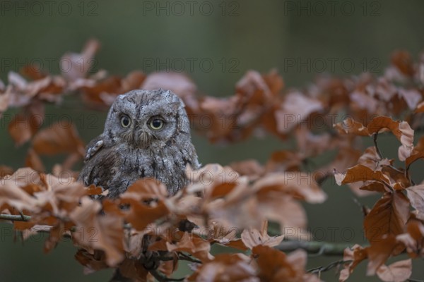 One Eurasian scops owl (Otus scops)sitting on a twig of a beech tree, embedded in brown leafs