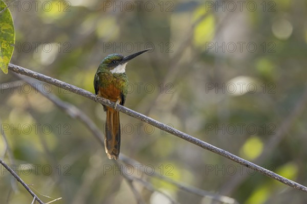 Rufous-tailed jacamar (Galbula ruficauda), on branch, Pantanal, Brazil, South America