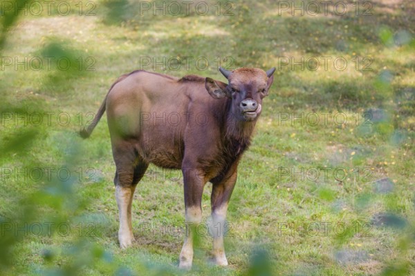 A young female Gaur (Bos gaurus gaurus) stands on a green meadow