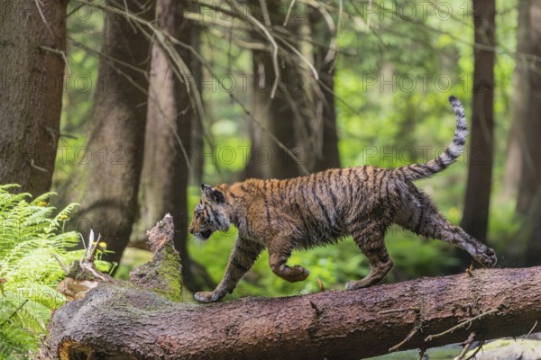 One young female Siberian Tiger, Panthera tigris altaica, crossing a creek deep in a forest over a