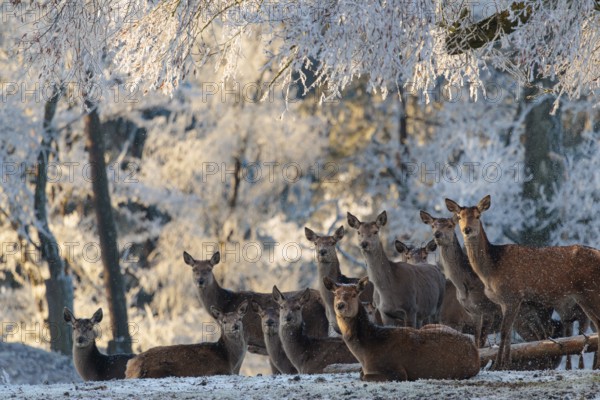A herd of female red deer (Cervus elaphus) stands against the light in a meadow covered in
