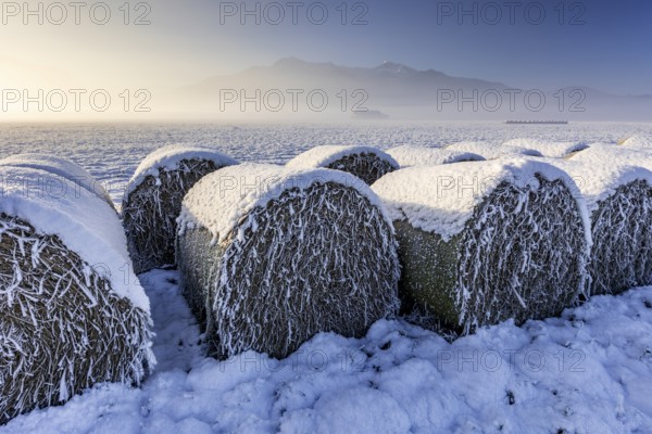 Hay bales, icy, hoarfrost, snow, morning light, fog, winter, mountains, Loisach-Lake Kochel moor,
