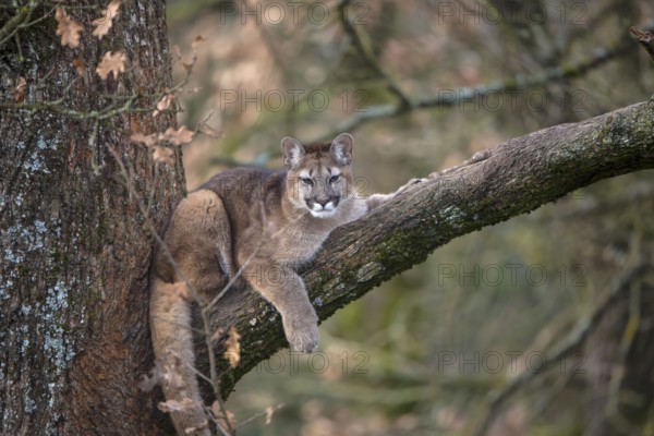 One young adult cougar, Puma concolor, resting on a big branch high up in an oak tree