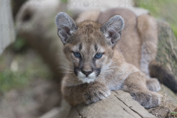 One cougar kitten, Puma concolor, resting on a log with some green vegetation in the background