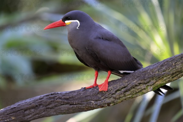 Inca Tern (Larosterna inca), adult, on tree, on wait, South America