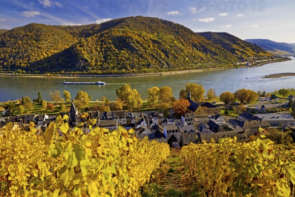 View of Bacharach on the Rhine in autumn, UNESCO World Heritage Upper Middle Rhine Valley,