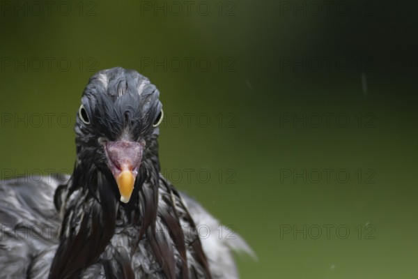 Wood pigeon (Columba palumbus) adult bird soaking wet in a rain storm, England, United Kingdom,