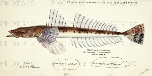 Fish from the flathead family, Platycephalus sp., a genus of mostly marine, demersal ray-finned