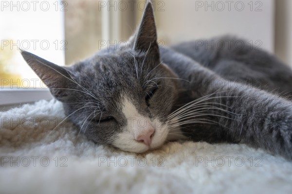 Sleeping cat, close up, Mecklenburg-Vorpommern, Germany, Europe