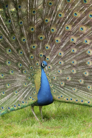 Indian peafowl or Peacock (Pavo cristatus) adult male bird displaying showing its tail feathers,
