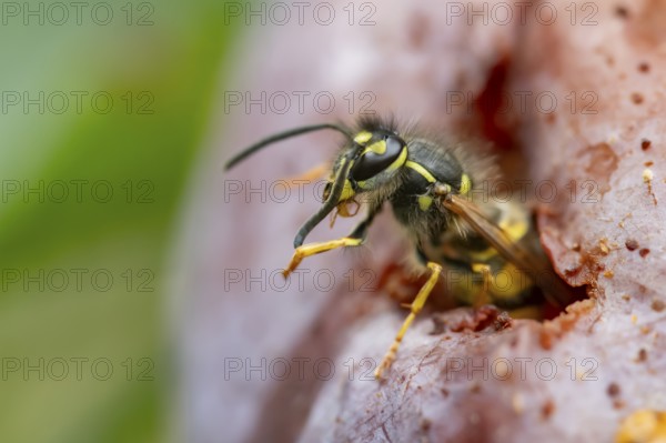 Common wasp (Vespula vulgaris) adult insect feeding on fallen fruit in a garden in summer, England,