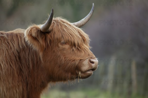 Highland cattle or cow (Bos taurus taurus) adult farm animal head portrait, England, United