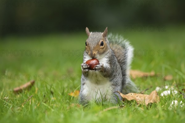 Grey squirrel (Sciurus carolinensis) adult animal feeding on a Horse chestnut tree nut or conker in