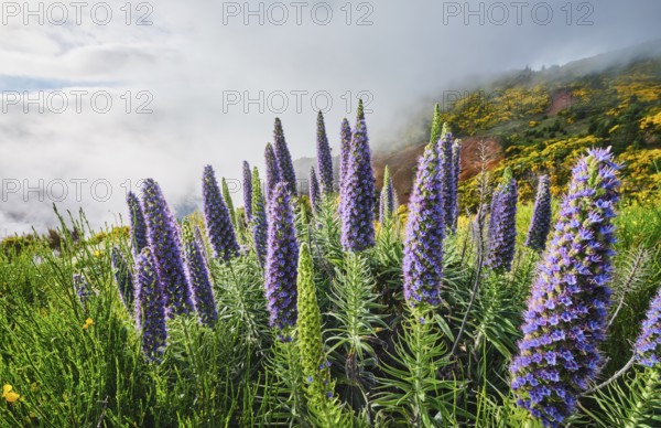 Madeira landscape with Pride of Madeira flowers and blooming Cytisus shrubs and mountains in clouds
