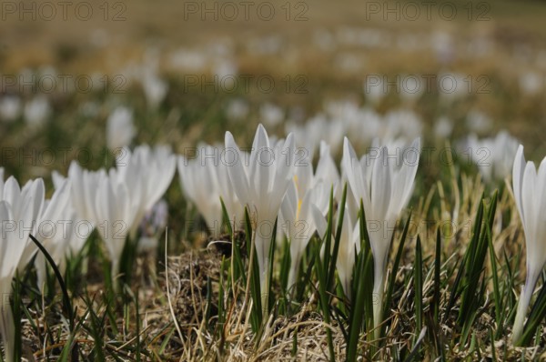 Crocuses with white flowers in a wide grassy landscape, lily of the valley (Convallaria majalis),