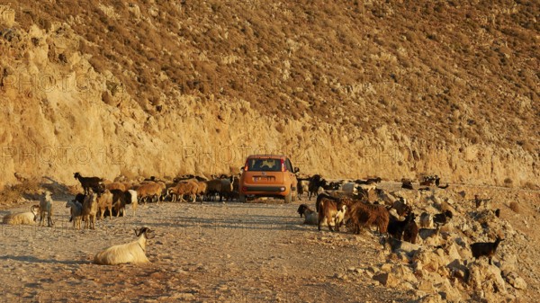 Goats blocking a dusty road in a rocky landscape in the light of the rising sun, sheep (e) or goat