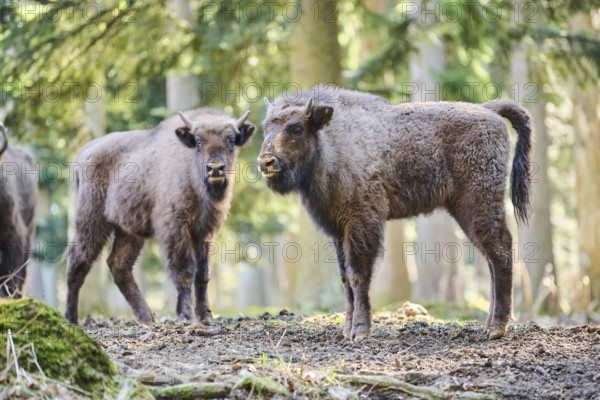European bison (Bison bonasus) youngsters in a forest in spring, Bavarian Forest, Germany, Europe