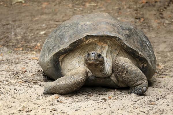 Galapagos giant tortoise (Chelonoidis niger), adult, foraging, captive, Galapagos Islands, Ecuador,