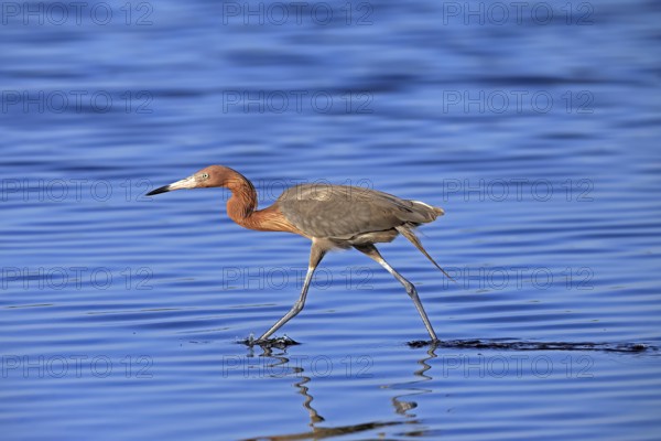 Reddish Egret (Egretta rufescens), adult, in water, foraging, hunting, alert, Merritt Island, Black
