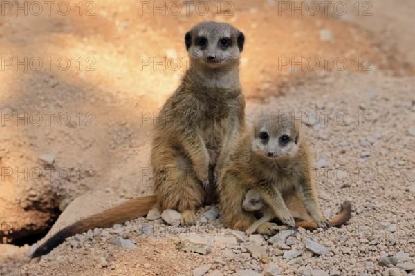 Tiger nut (Suricata suricatta), adult, two adults, juvenile, newborn, baby, social behaviour