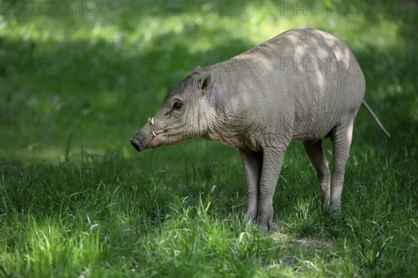 Deer boar (Babyrousa), juvenile, male, Sulawesi