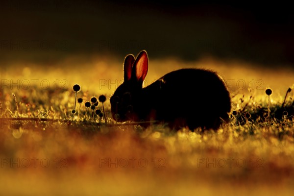 Rabbit (Oryctolagus cuniculus) silhouette of a wild juvenile baby animal feeding on grassland in