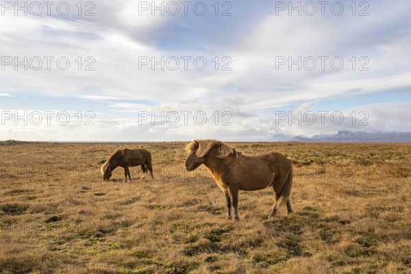 Icelandic horses, Snäfellsnes peninsula, Snæfellsnes, West Iceland, Iceland, Europe