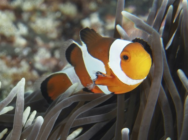 A Ocellaris Clownfish (Amphiprion ocellaris), Nemo, in close-up between arms of a sea anemone, dive