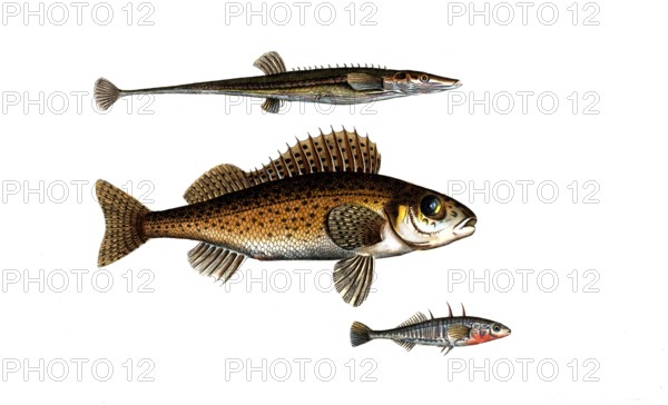 Fish, fishes, top: Gasterosteus spinachia, the fifteen spined Stideback. centre: Genus of the perch