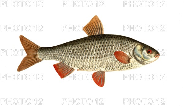 Fish, Fish, genus of carp fish, Cyprinus rutilus, the Roach, Historical, digitally restored