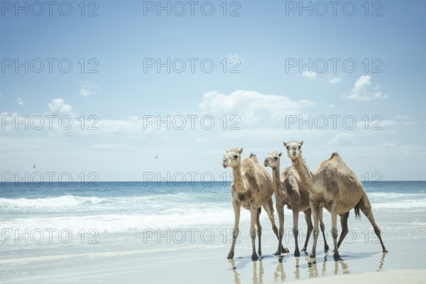 Camels on the beach, Dalkut, Dhofar, OmanDromedaries (camelus dromedarius) on the beach of the