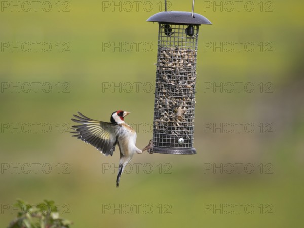 European Goldfinch (Carduelis carduelis), adult bird in flight, landing at bird feeding station,