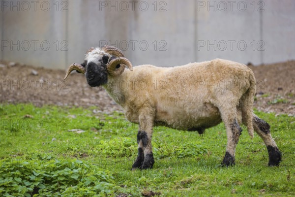 A male Valais Blacknose sheep (Avis Aries) stands on a green meadow on hilly ground