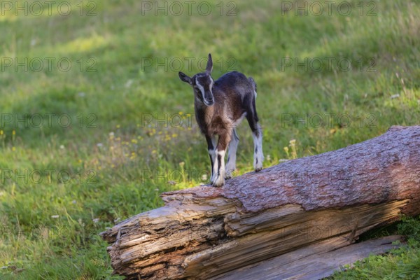 One Tauernschecke goatling, Capra aegagrus hircus, standing on a tree trunk lying on meadow