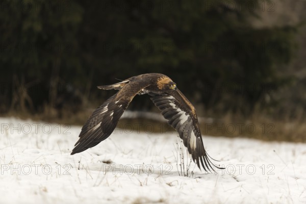 One golden eagle (Aquila chrysaetos) flying over a snowy meadow. A forest in the background.