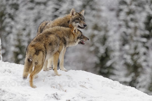 Two grey wolves (Canis lupus lupus) stand face to face on a snow-covered hill. Social behaviour