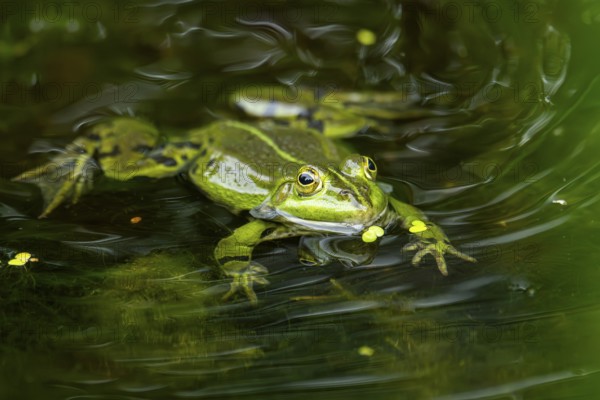 Edible frog (Pelophylax esculentus) in a little lake in the water, Bavaria, Germany, Europe