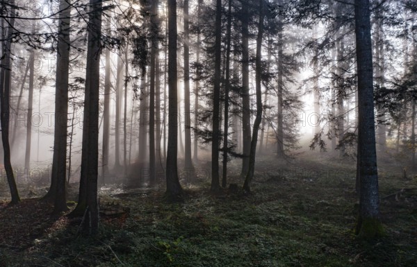 Morning fog in the backlight in the forest, Mondsee, Mondseeland, Salzkammergut, Upper Austria,