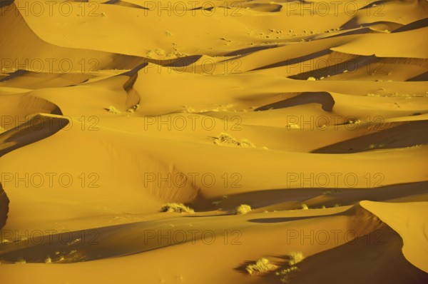 Sand dunes, Erg Chebbi, Sahara, Southern Morocco, Morocco, Africa