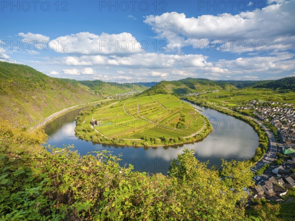 View of the Moselle bend at Bremmer Calmont, Bremm, Moselle valley, Rhineland-Palatinate, Germany,